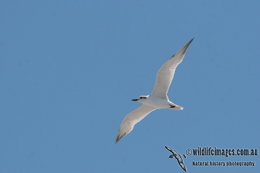 Gull-billed Tern a3873.jpg