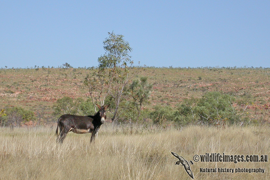 Feral Donkey a0067.jpg