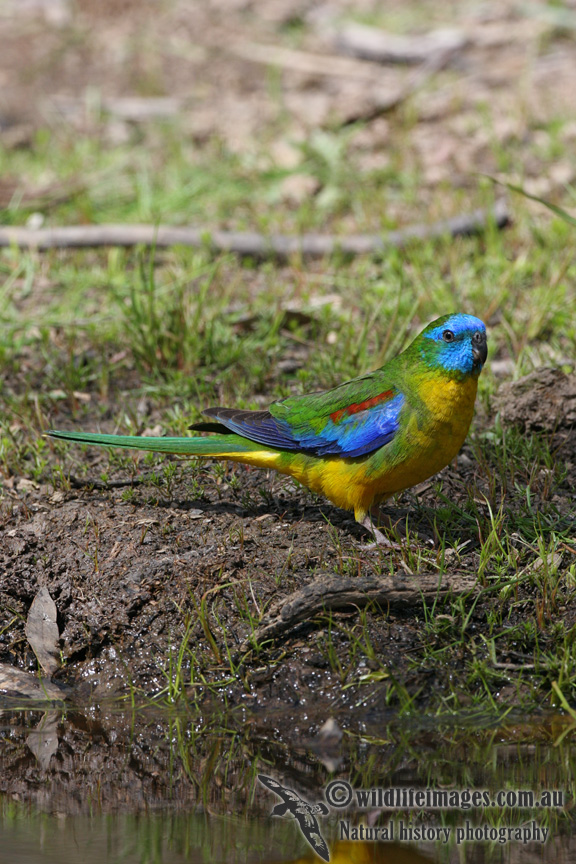 Turquoise Parrot 0886.jpg