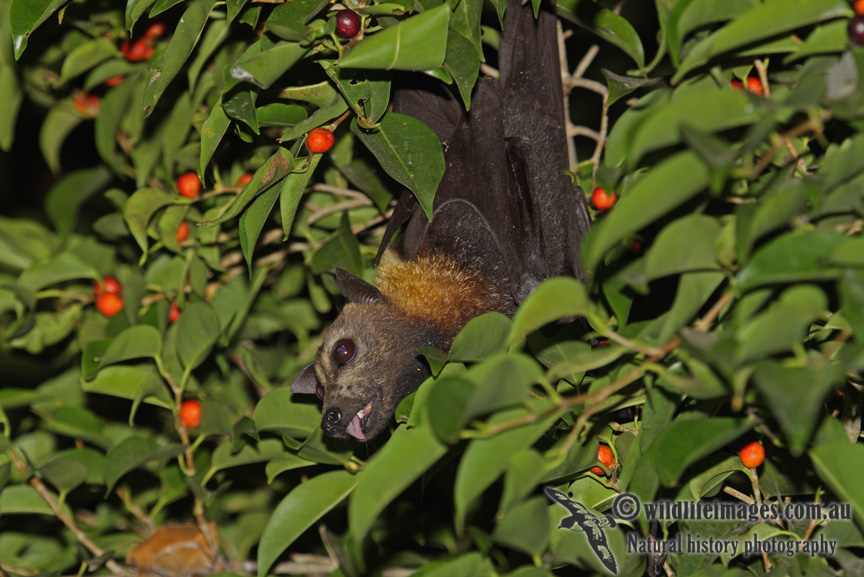 Spectacled Flying-fox a7622.jpg