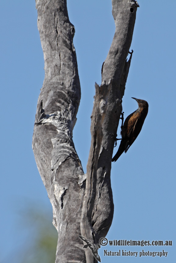 Black-tailed Treecreeper a3564.jpg