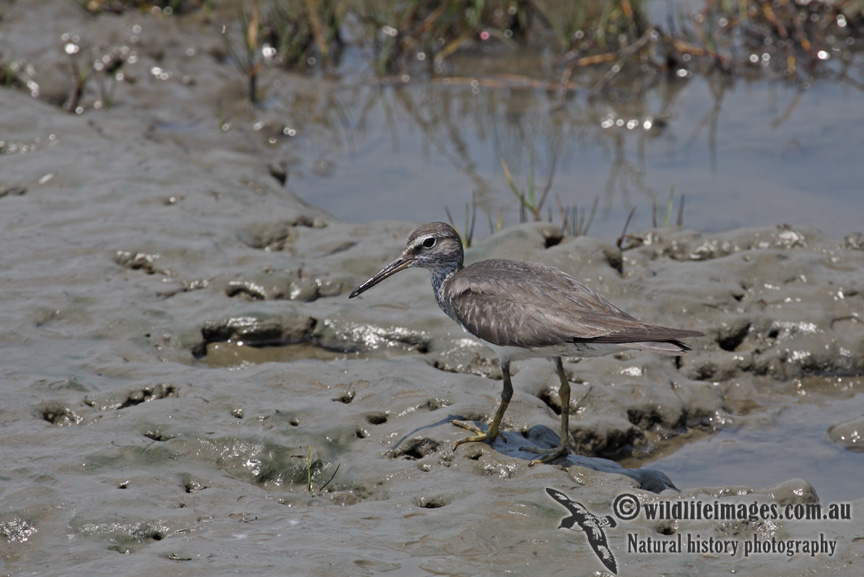 Grey-tailed Tattler a5164.jpg