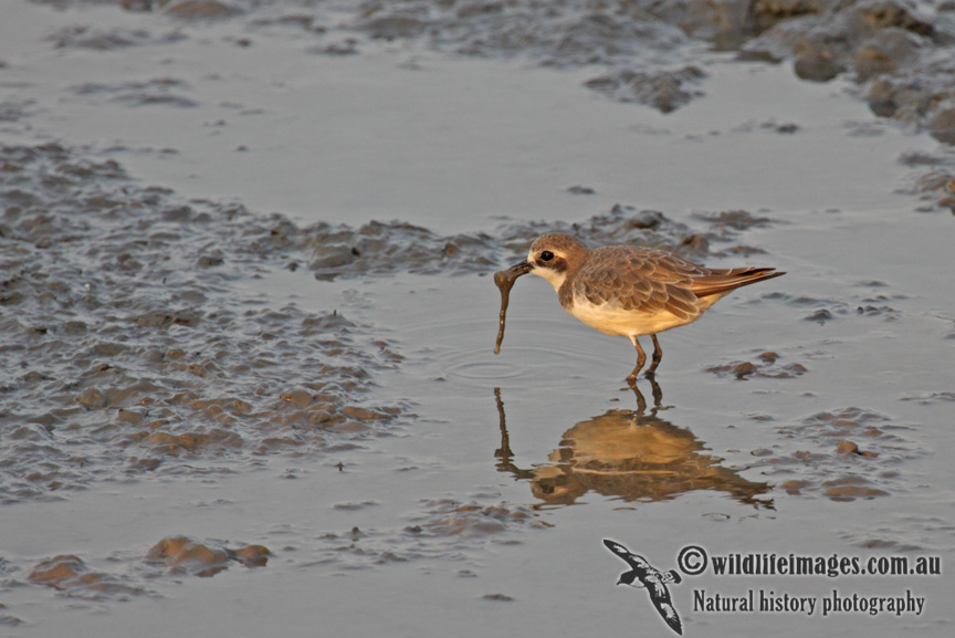 Lesser Sand Plover a5455.jpg