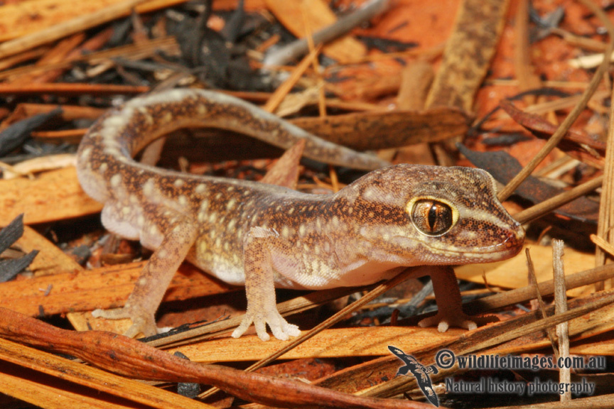 Diplodactylus stenodactylus 2220.jpg