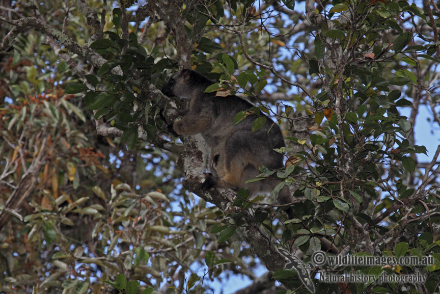 Lumholtzs Tree-Kangaroo a6116.jpg
