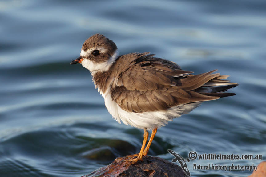 Semipalmated Plover 0444.jpg