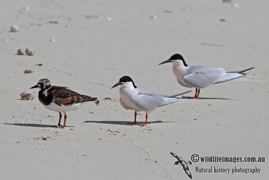 Roseate Tern 8194.jpg