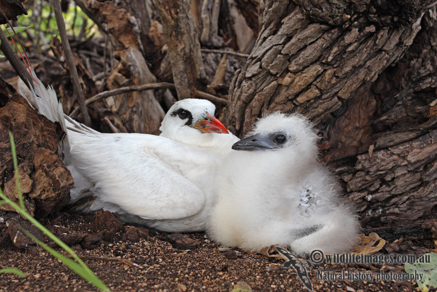 Red-tailed Tropicbird 6477.jpg