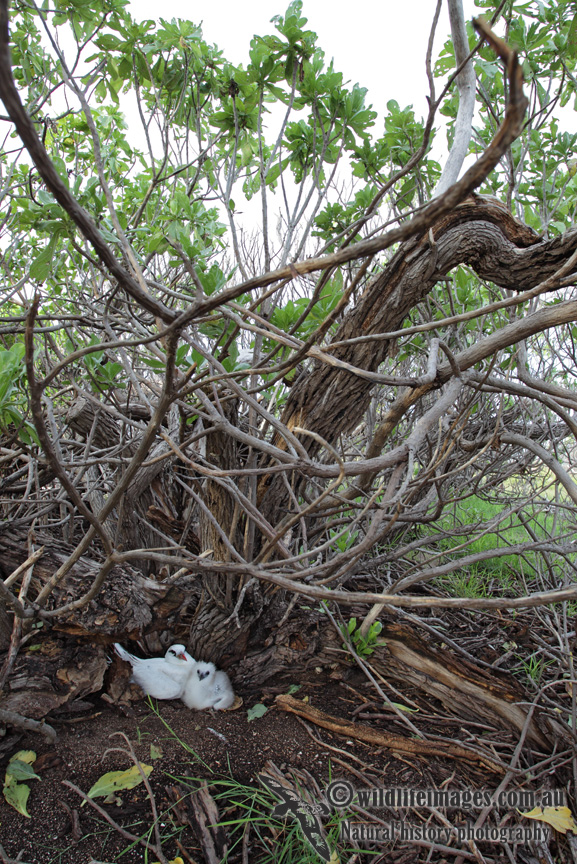 Red-tailed Tropicbird 6490.jpg