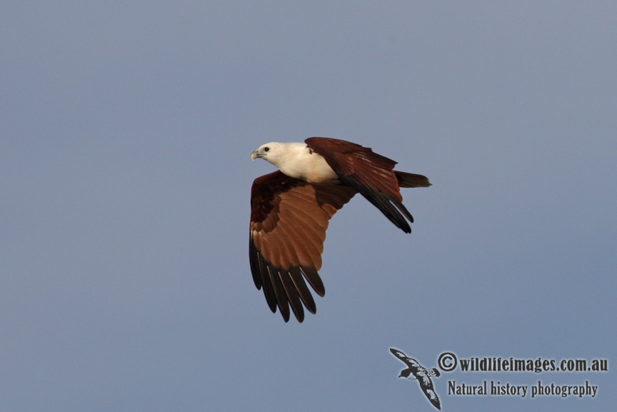 Brahminy Kite 4936.jpg