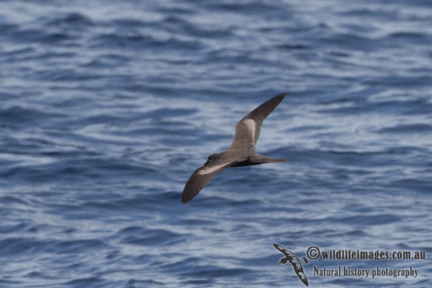 Bulwers Petrel 8552.jpg