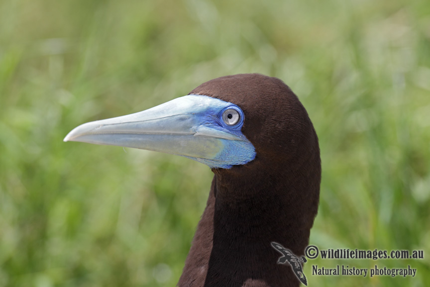 Brown Booby 6894.jpg