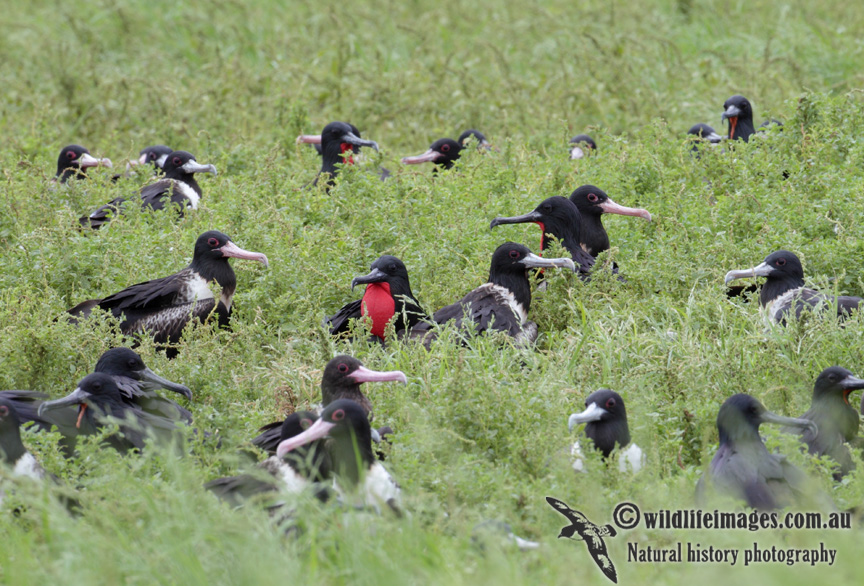 Lesser Frigatebird 5967.jpg