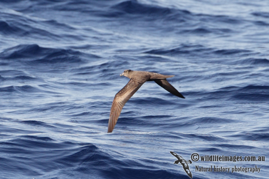 Jouanins Petrel 8802.jpg