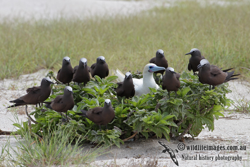 Red-footed Booby 7855.jpg