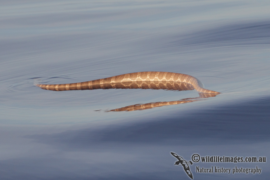 Hydrophis ornatus 9979.jpg