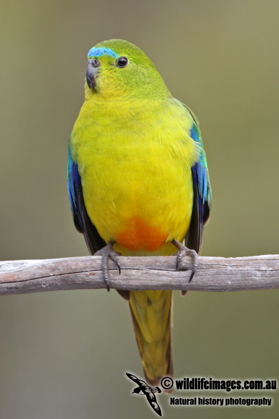 Orange-bellied Parrot a6676.jpg