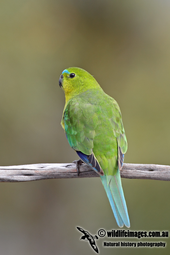 Orange-bellied Parrot a6690.jpg