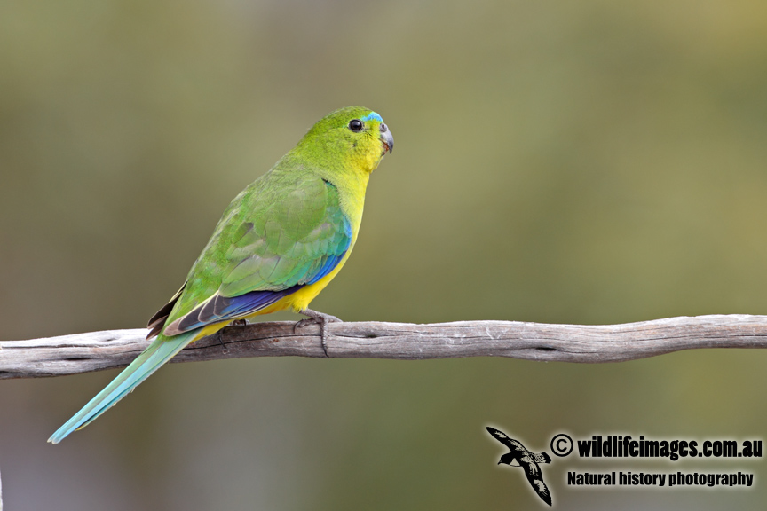 Orange-bellied Parrot a6699.jpg