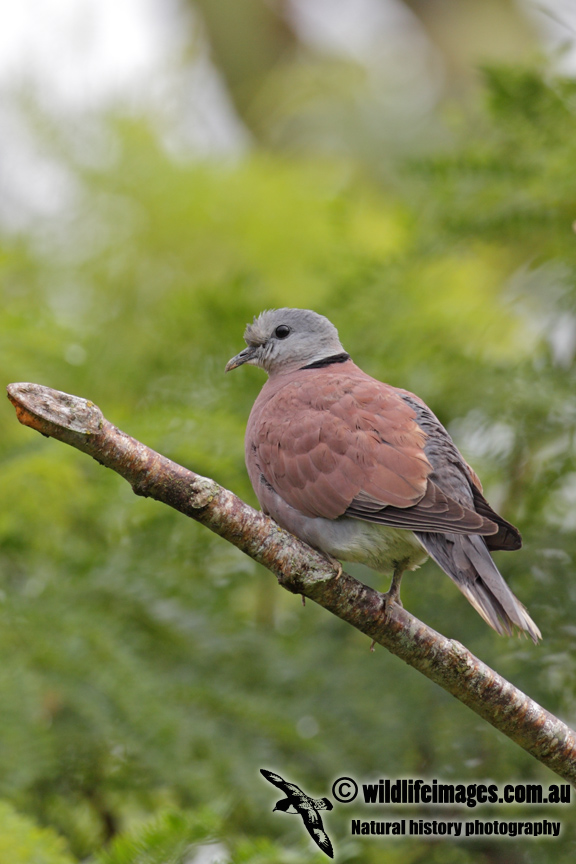 Red Collared Dove 3132.jpg