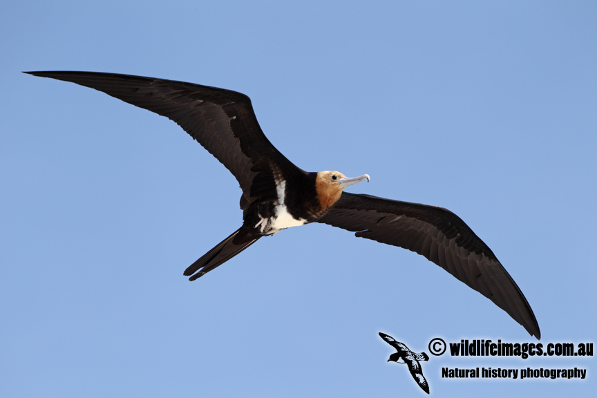 Lesser Frigatebird a0713.jpg