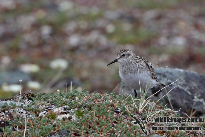 Bairds Sandpiper a6978.jpg