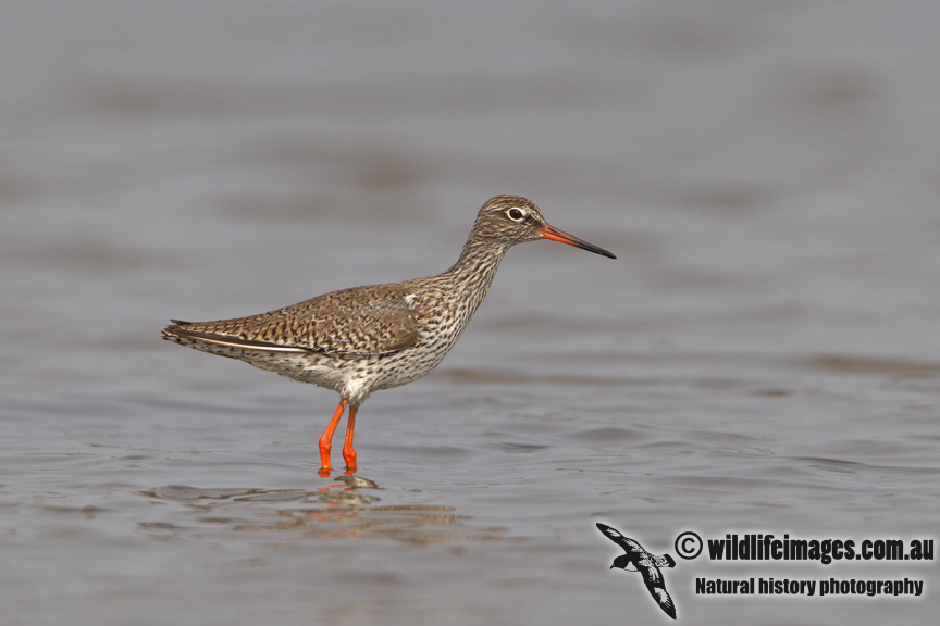 Common Redshank a0787.jpg