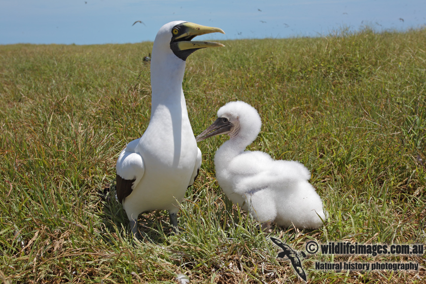 Masked Booby 0787.jpg
