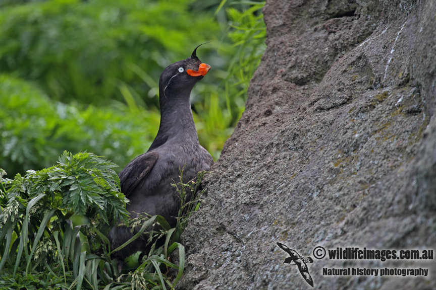 Crested Auklet a2063.jpg