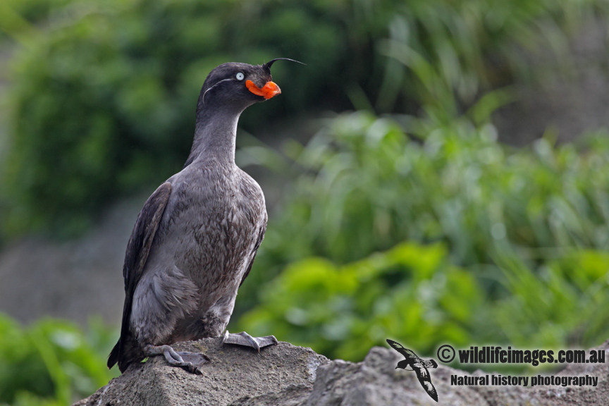 Crested Auklet a2065.jpg