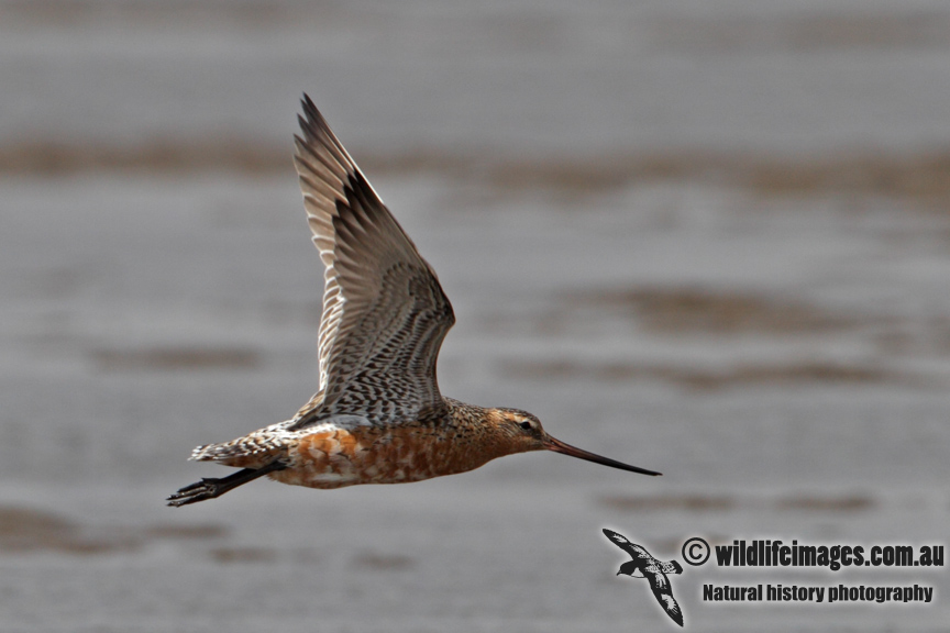 Bar-tailed Godwit a4001.jpg