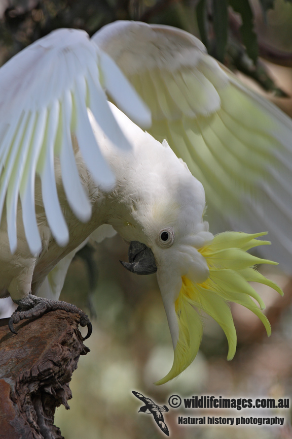 Sulphur-crested Cockatoo 7263.jpg