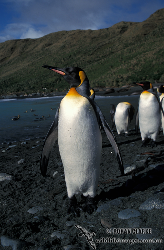 King Penguin s0101.jpg