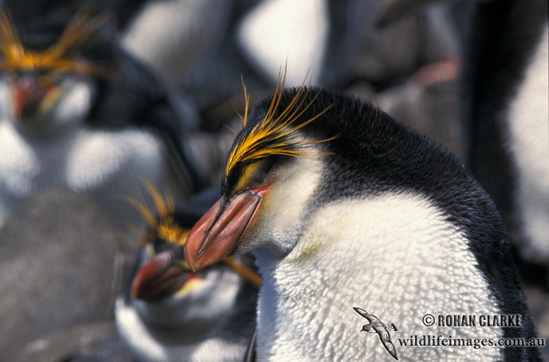 Royal Penguin s0368.jpg