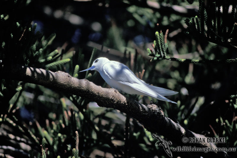 White Tern s1392.jpg