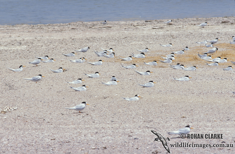 Fairy Tern s1362.jpg