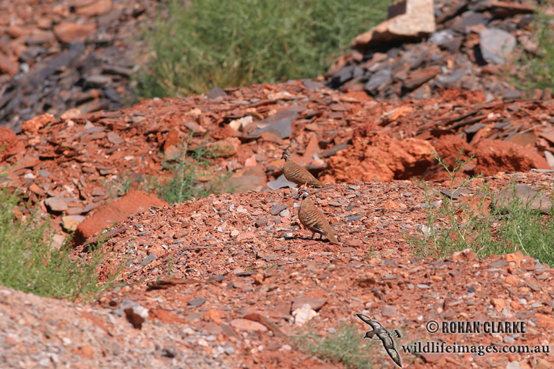 Spinifex Pigeon 5167.jpg