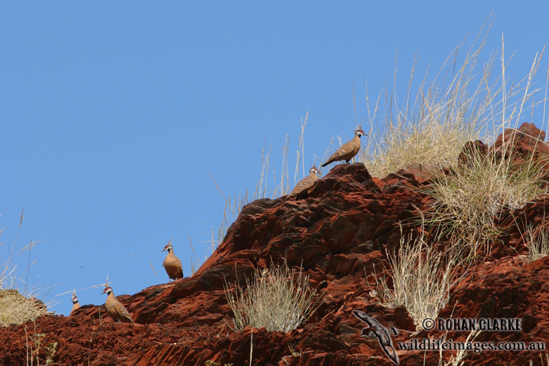 Spinifex Pigeon 5182.jpg