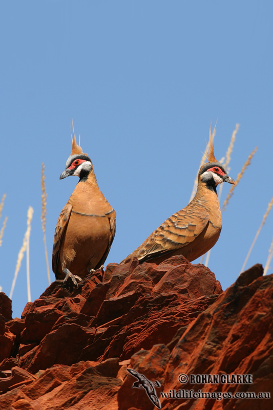 Spinifex Pigeon 5188