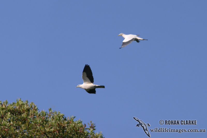 Pied Imperial-Pigeon 7044.jpg