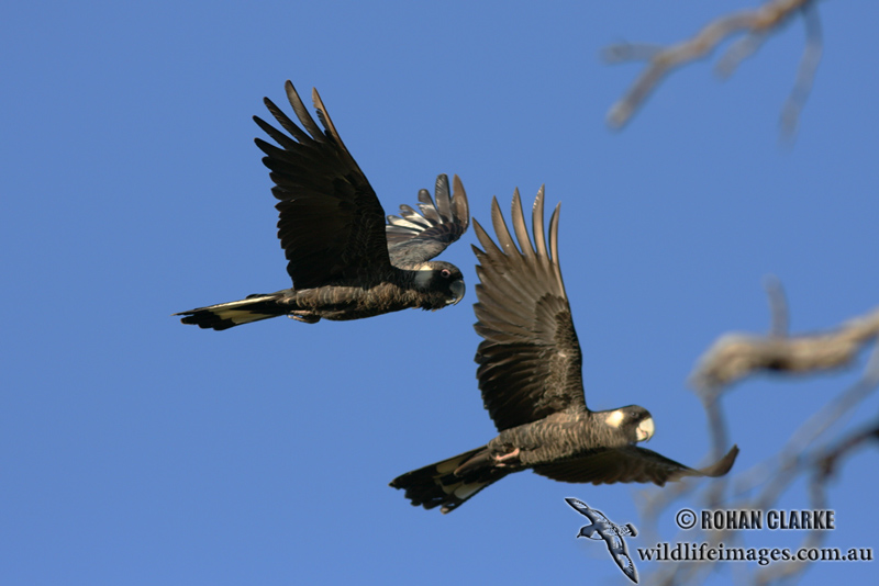 Baudins Black-Cockatoo 2261.jpg
