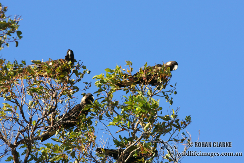 Baudins Black-Cockatoo 2267.jpg