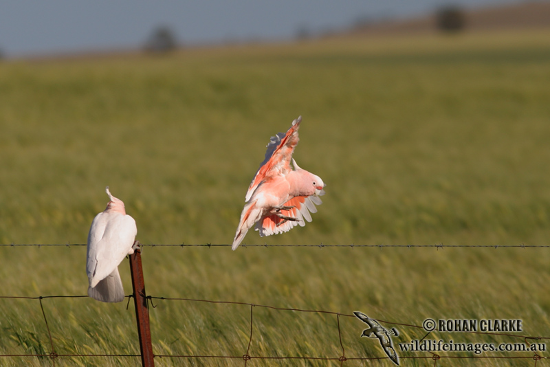 Major Mitchells Cockatoo 0457.jpg