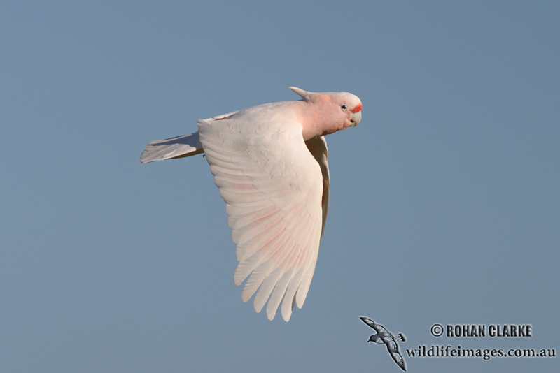 Major Mitchells Cockatoo 0466.jpg