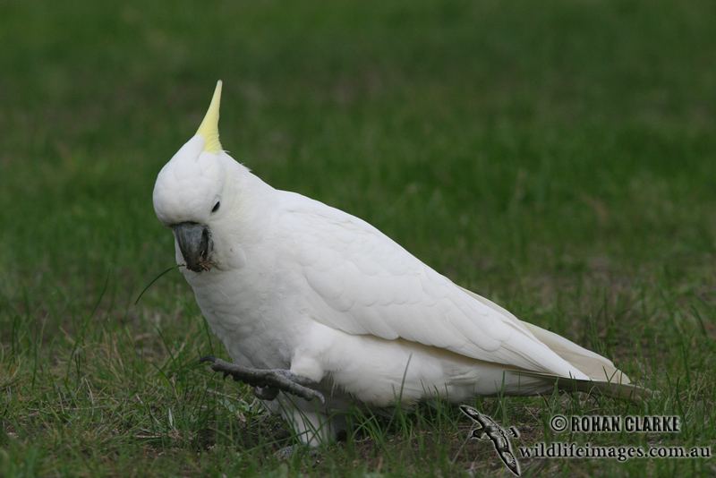 Sulphur-crested Cockatoo 6299.jpg