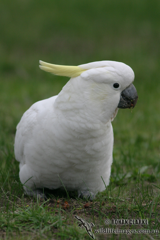 Sulphur-crested Cockatoo 6303.jpg