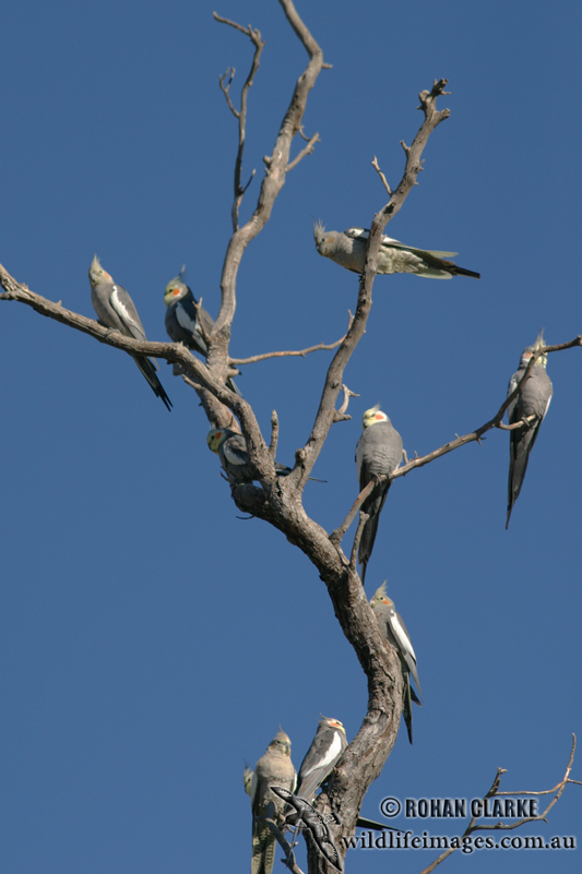 Cockatiel 7377.jpg