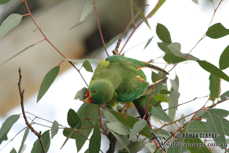Swift Parrot 5801.jpg