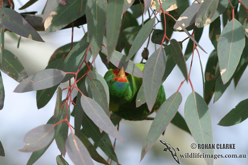 Swift Parrot 5829.jpg