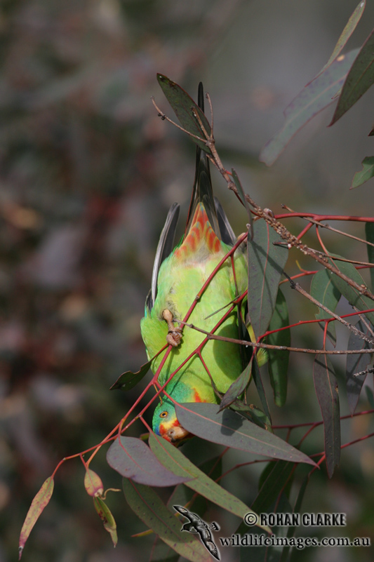 Swift Parrot 5864.jpg